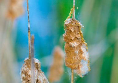 ddos攻击防御手段